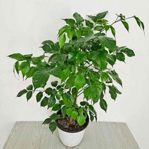 녹보수(중) 해피트리 행복수 실내공기정화식물 공기청정식물, 상세페이지 참조