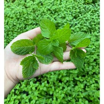 산지직송 신선한 스피아민트 생잎, 100g, 길고 짧은 잎