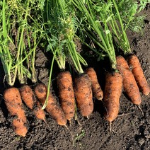 친환경 유기농 제주 구좌 제철 흙당근 3kg 5kg 10kg 특상혼합, 흙당근 특상혼합 3kg