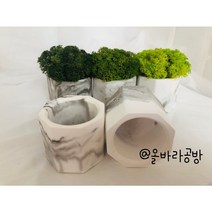 스칸디아모스 다육 식물 흰색 마블 석고 화분