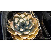 풍란[소엽]1포트, 1포트