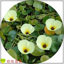 물양귀비수생식물 연못조성 플랜테리어