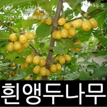 흰앵두나무/앵두/묘목/삽목/1년/1주/과실수/도시농부