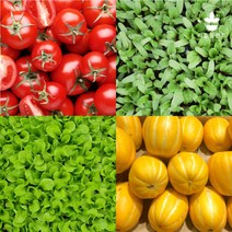 리틀플랜트 모종 모음 상추 고추 방울 토마토 옥수수 수박 참외 오이 호박 콩 텃밭 채소 깻잎 대파, 쌈채소모종, 청치커리 5개