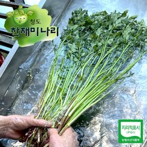 한재미나리 2kg 청정지역 청도 명물 진성농원의 싱싱한 아삭아삭 세척미나리, 1개