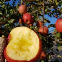 [은하수농장] 가정용 꿀사과 특가판매, 03.가정용흠과 사과 2KG/ 소과, 1박스