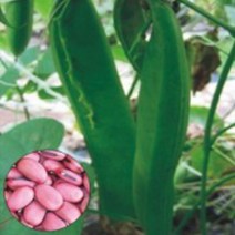 적색 작두콩 키우기 콩 씨 씨앗 품종 작물 종자 5립