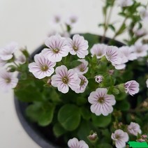 [다온야생화] N2673 이끼용담 (10cm) [랜덤]