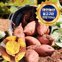 태안 산지직송 안면도 꿀고구마 10kg (중 두세입/50g~90g), 1박스