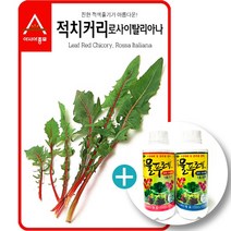 로사이탈리아나-적치커리(1500립)+대유 물푸레 1호 세트-수경재배용 양액비료