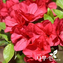 [나무인] 겹철쭉(보단사스끼) 5그루, 5개