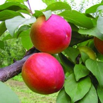 묘목/플럼코트 하모니/접목 1년/2주 NS044