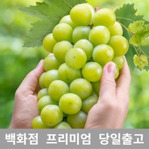 [특등급선별] 청포도 1.5kg 청포도묘목 청포도나무 가지포도 포도묘목 포도가격 샤인머스켓 샤인머스켓묘목 크림슨포도 수입포도 적포도 캠벨포도 코튼캔디포도 애플포도 블랙포도 씨없는