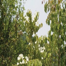 산딸나무 씨앗 30g