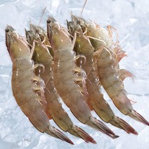 23년 출하 산지직송 신안 급랭새우 1kg (37-45미 내외), 1kg (37-45미), 1개