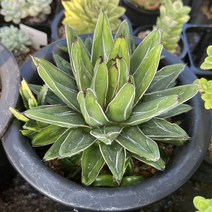 [올식스] 세설, 1개