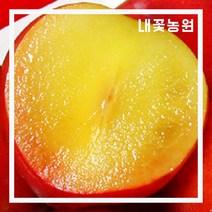 내꽃농원 자두(대석) R5cm