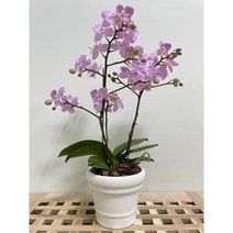 퀵 배송 인사이동문구 승진문구 개업화분 집들이화분 개업축 승진난, 2.핑크