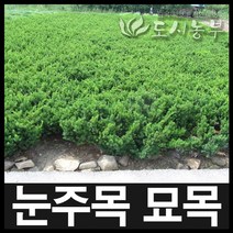 눈주목/눈주목묘목/눈주목나무/정원수/30cm~/도시농부, 눈주목 H0.4(40cm) 1주