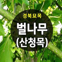 [경북농원] 벌나무묘목(산청목) 1-2년생 약용수묘목, 벌나무묘목 1년 포트묘