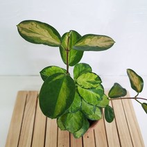 러브코리아 리사호야 키우기 쉬운 꽃도매시장 희귀식물 공기청정식물, 단품, 1개