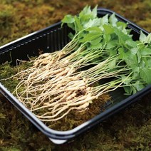 [GAP인증] 장성농장 문영철님의 새싹삼 상 30수 (3년생이상), 단일상품/단일상품