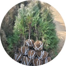 측백나무 큰나무 1.2m 조경수 울타리, 1개