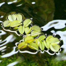 [미미네아쿠아]생이가래 2뿌리 (부상수초) - (치어은신처 수반), 단일속성