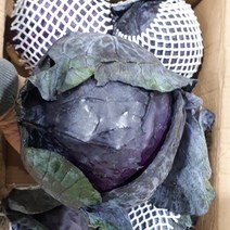 새벽들 적양배추(수입), 1box, 6통