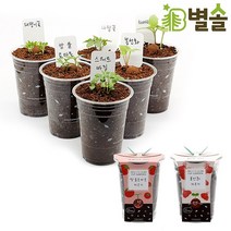 다양한 식물 키우기 방울토마토 봉선화 등 식목일 학교, 스위트바질