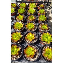 행복한꽃순이// 포천바위솔 2 /노지월동, 5개