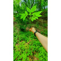 지리산산양삼 장뇌삼 면연력증강 품격있는선물 산양삼주 8년근 씨삼 8뿌리