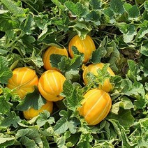 [ 따봉 ] 산골 고랭지 과수원 고당도 성주 꿀 참외 당도보장 농장직송, 01.참외 (알뜰형 특가상품) 소과(꼬마과) 1kg