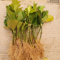 사철나무 묘목 30주(개) (키15cm내외), M상품선택