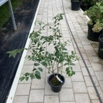 블루베리 레카 7치화분 결실주