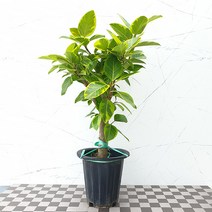 도희씨네 정원>> 싱글 초록색 마법 뱅갈 고무나무 360″ class=”wr-img”></a></div>
</div>
</div>
</div>
<div class=