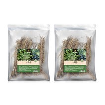와송 건재 신탑 탑송 바위솔 국내산 100g 2팩, 단품, 단품