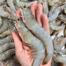 국내산 제철 생물 흰다리새우 1kg 활새우