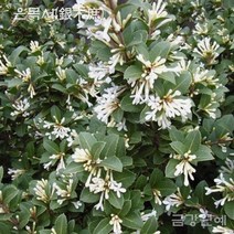 금목서 은목서 개화주 입고 금강원예, 은목서 분묘(H0.8~H0.9)