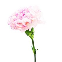 스위트 카네이션 41x27cm 액자/ 인테리어장식 캔버스, 선택사항_캔버스 (옆면검정)