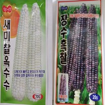 2023년 찰옥수수 씨앗 흑찰옥수수 씨앗, 장수흑찰20g