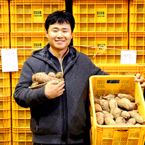산지에서 보내는 맛있는 해남 햇 꿀밤고구마, 1개, [세척] 꿀밤고구마 5kg (대)