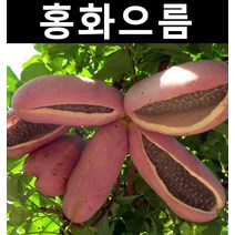 홍화으름(대과종) 키1.5m 결실주(분) 1개/나무 묘목/과실수/유실수