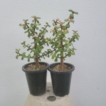 무배특가 2개발송 핑크칼라무늬아악무 외목대 토피어리 25-35cm