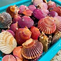 한창수산 최상급 홍가리비 2kg (1kg당 25내외) /평일 오후1시이전주문시 당일 발송, 1개