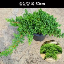 측백나무 좀눈향 폭 60cm 상록수 묘목 분재 관상용 화분, 1개