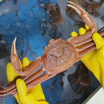 우렁각시 선주직송 국산 대게 제철 영덕 구룡포 울진 박달 홍게 시세 연지홍게 자숙 택배 배송, 05_정품박달대게(중자)3마리