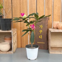 가꾸다 만병초 태양핑크, 1개