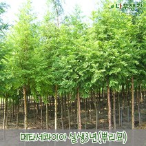 착한가격나무생각 메타세콰이아 실생3년 뿌리묘 10주묶음