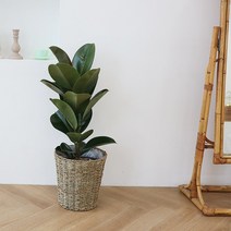 푸른베란다 공기정화식물 인도고무나무+왕골라탄바구니+받침 세트, 인도고무나무 +왕골라탄바구니 +받침세트, 세라믹화분(화이트), 선물용리본(배송 메세지 필수)